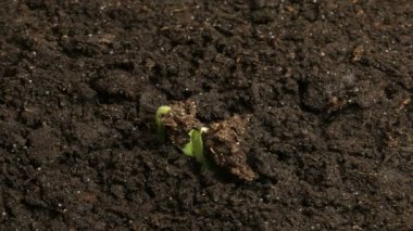 Büyüyen yeşil salatalık bitkiler tarım Timelapse