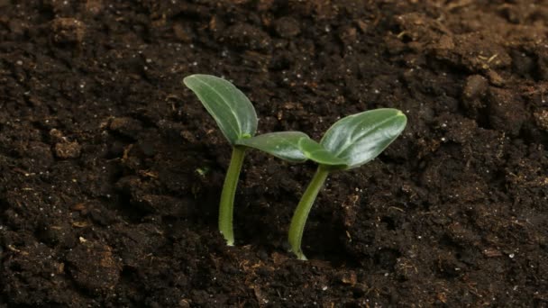 Cultivando plantas de pepino verde Agricultura Timelapse — Vídeo de Stock