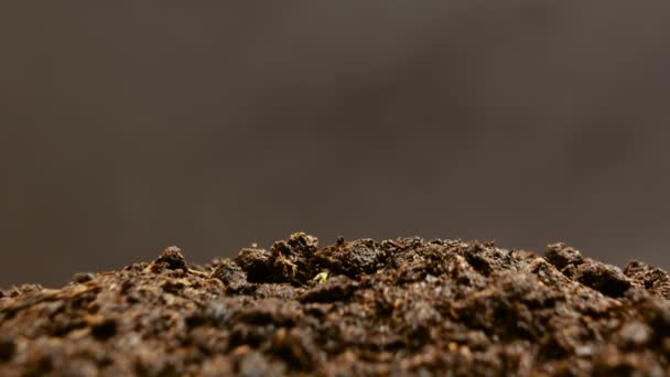 Groeiende groene komkommer planten landbouw Timelapse — Stockvideo