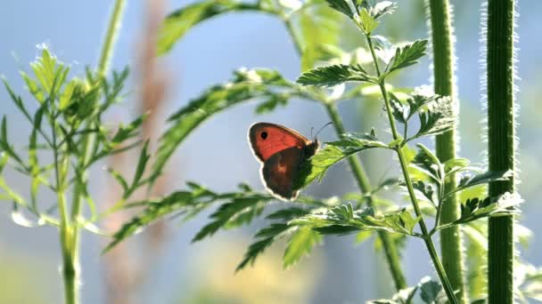 Butterfly on Graan planten In zonnige lente — Stockvideo