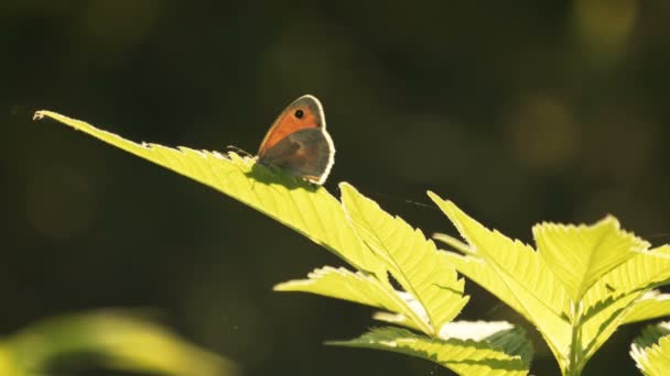 Mariposa en las plantas de Graan en soleado Primavera de Europa — Vídeo de stock