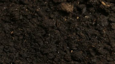 Büyüyen yeşil salatalık bitkiler tarım Timelapse