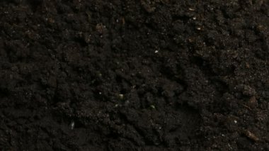 Büyüyen yeşil salatalık bitkiler tarım bahar Timelapse