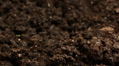 Büyüyen yeşil salatalık bitkiler tarım bahar Timelapse