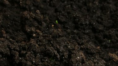 Büyüyen yeşil salatalık bitkiler tarım bahar Timelapse