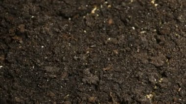 Büyüyen yeşil hardal bitkiler tarım bahar Timelapse