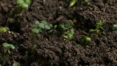 Büyüyen yeşil hardal bitkiler tarım bahar Timelapse