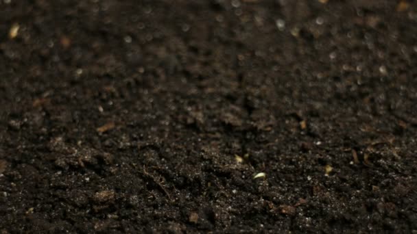 Cultivando plantas de mostarda verde Agricultura Primavera Timelapse — Vídeo de Stock