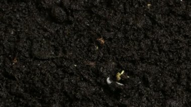 Büyüyen yeşil hardal bitkiler tarım bahar Timelapse