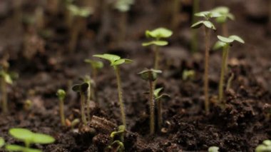 Büyüyen yeşil hardal bitkiler tarım bahar Timelapse