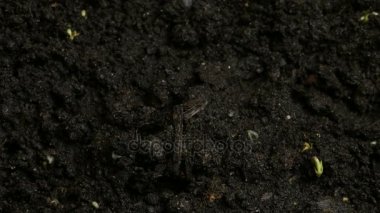 Büyüyen yeşil hardal bitkiler tarım bahar Timelapse