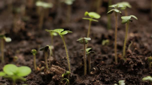 成長のグリーン マスタードの植物農業春タイムラプス — ストック動画