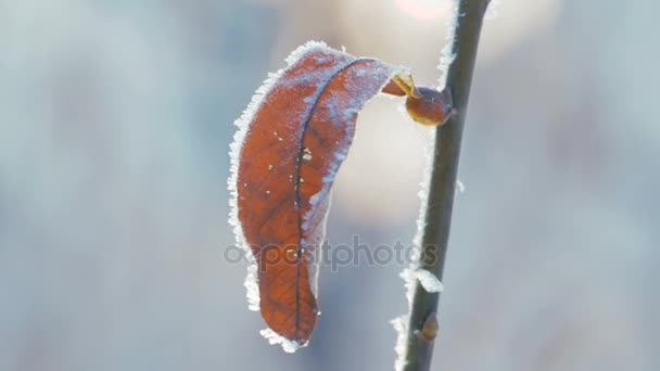 Vítr foukal studený zimní den Vážení Leaf se proti sušené listy — Stock video