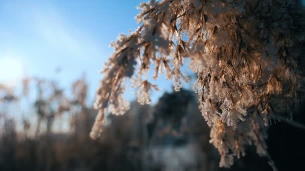 Wind waait tegen gedroogde riet op een koude Winter dag het riet weging — Stockvideo