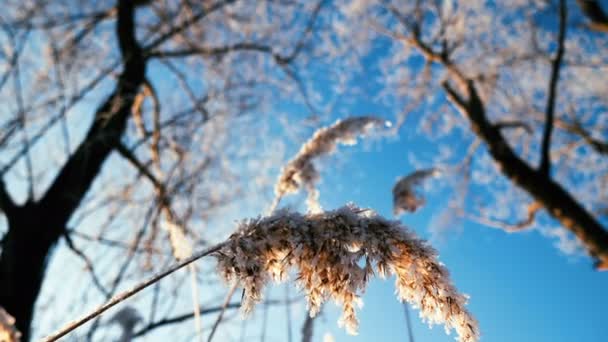 El viento sopla contra las cañas secas en un día frío de invierno pesando las cañas — Vídeos de Stock