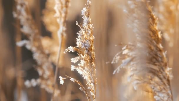 葦を圧迫冬の寒さの日に乾燥した葦に吹く風 — ストック動画
