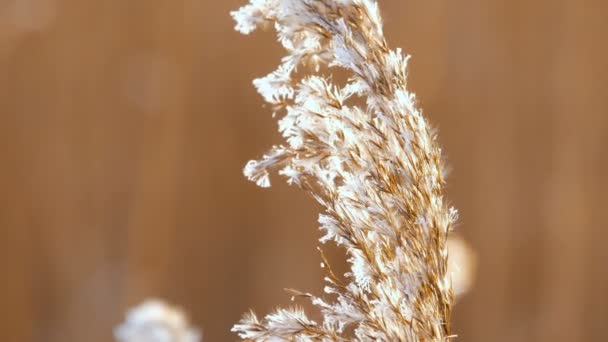 Wind waait tegen gedroogde riet op een koude Winter dag het riet weging — Stockvideo