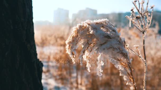 Vento soprando contra juncos secos em um dia frio de inverno pesando as juncos para baixo — Vídeo de Stock