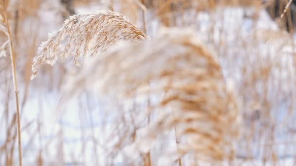 Wind waait tegen gedroogde riet op een koude Winter dag het riet weging — Stockvideo