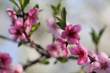Güneşli bir gün ilkbaharda, ağaç şube kiraz çiçekleri