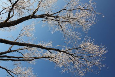 Kış manzarası - soğuk karlı güneşli sabah ormanda ağaçlarda.