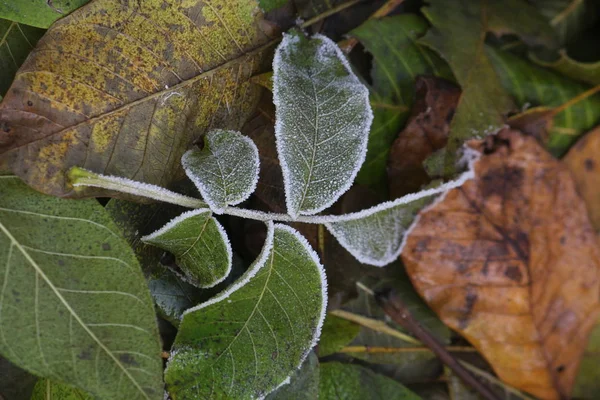 De vorst op de bladeren — Stockfoto