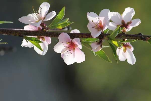 Flores de cerejeira na árvore de ramo na primavera no dia ensolarado — Fotografia de Stock