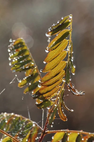 Foglia verde con gocce d'acqua — Foto Stock