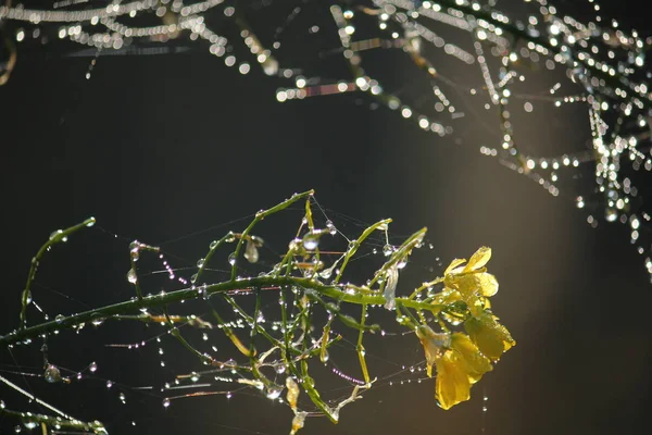 Primo piano di picchi di erba con gocce d'acqua — Foto Stock