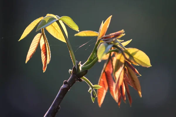arka plan gri sopa üzerinde küçük yaprak yeşil