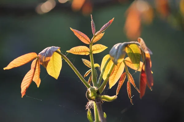 Weinig blad op stick op achtergrond grijs groen — Stockfoto