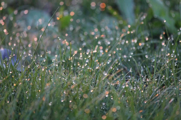Primo piano di picchi di erba con gocce d'acqua — Foto Stock