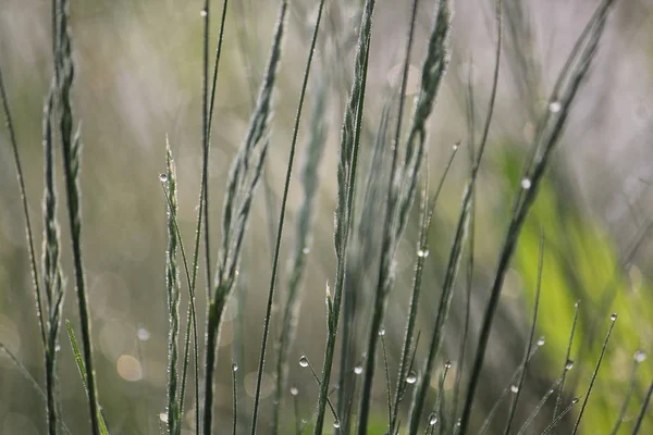 Primo piano di picchi di erba con gocce d'acqua — Foto Stock