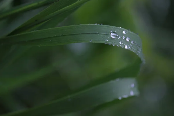 Close up van gras aren met waterdruppels — Stockfoto