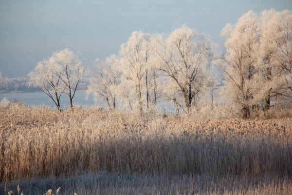 Paesaggio invernale - alberi ghiacciati nella foresta innevata al mattino di sole . — Foto Stock