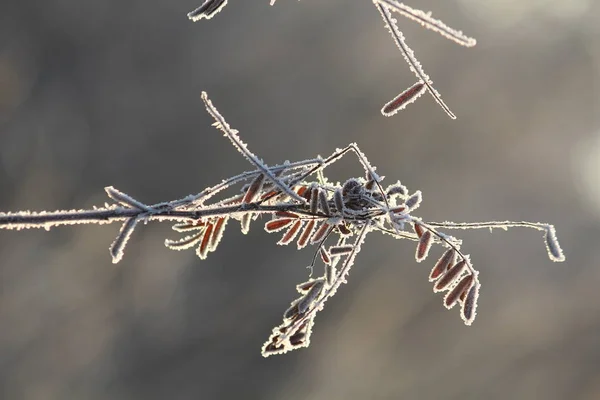 De vorst op de bladeren — Stockfoto