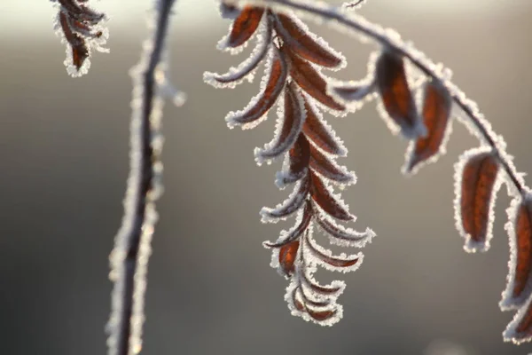 Der Frost auf den Blättern — Stockfoto