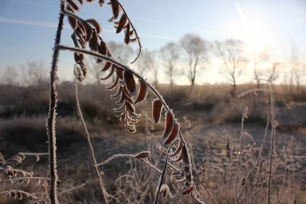 Der Frost auf den Blättern — Stockfoto