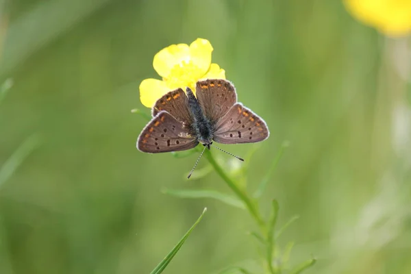 Closeup borboleta na flor — Fotografia de Stock