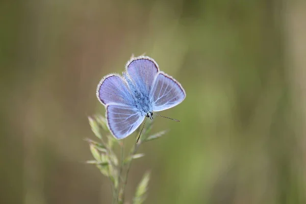 Closeup borboleta na flor — Fotografia de Stock