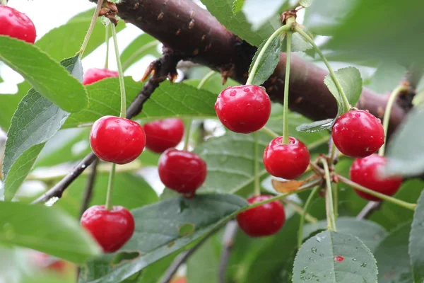 Red cherries on the tree — Stock Photo, Image