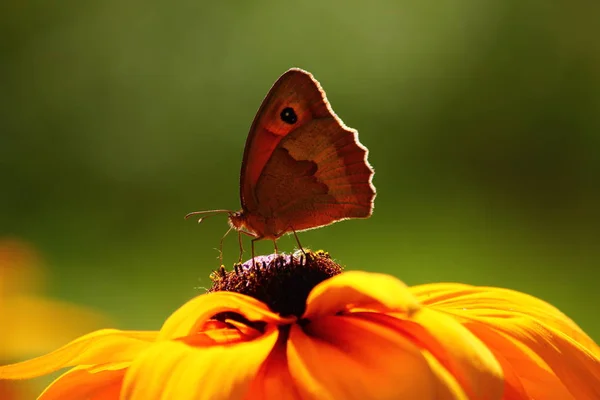 Closeup borboleta na flor Imagens Royalty-Free