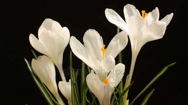 Flor floreciendo hermosa primavera tiempo lapso sobre fondo negro — Vídeo de stock