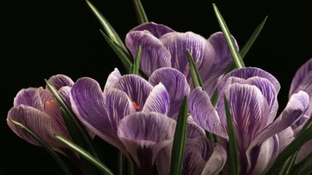 Flor florescendo bonito lapso de tempo de primavera no fundo preto — Vídeo de Stock