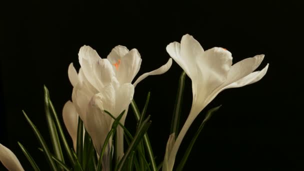 Flor florescendo bonito lapso de tempo de primavera no fundo preto — Vídeo de Stock