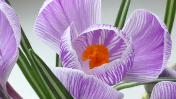 美しい春の時間の経過に咲く花 — ストック動画