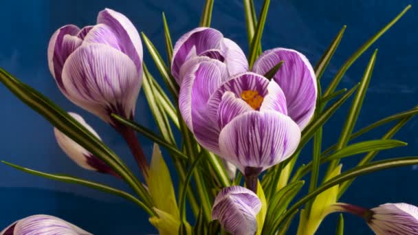 fleur floraison belle printemps laps de temps 