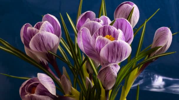 Blume blüht schön Frühling Zeitraffer — Stockvideo