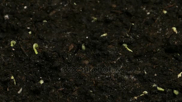 Germinazione semi di cetriolo Agricoltura Primavera Timelapse — Video Stock