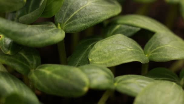 Герамінування насіння огірків Сільське господарство Весна Timelapse — стокове відео